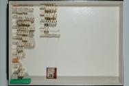 Insektenlade