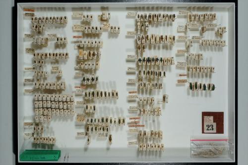 Insektenlade