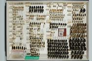 Insektenlade
