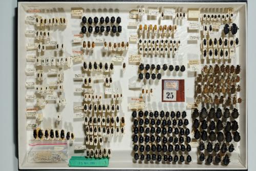 Insektenlade