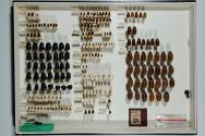 Insektenlade