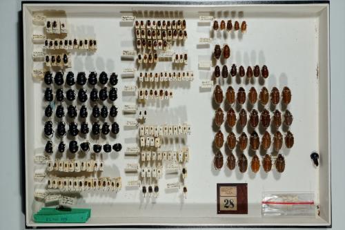 Insektenlade