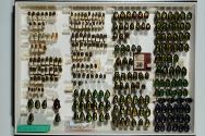 Insektenlade