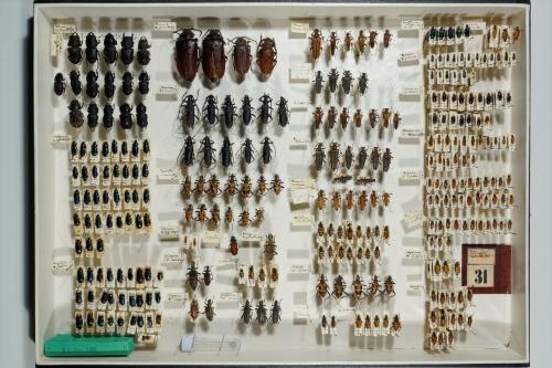 Insektenlade