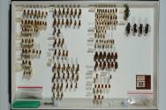 Insektenlade