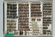 Insektenlade