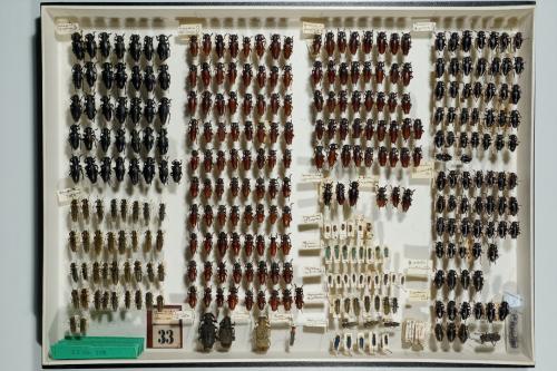 Insektenlade