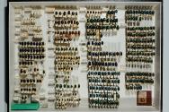 Insektenlade