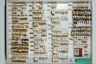 Insektenlade