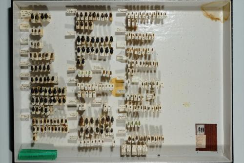 Insektenlade