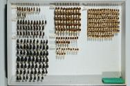 Insektenlade