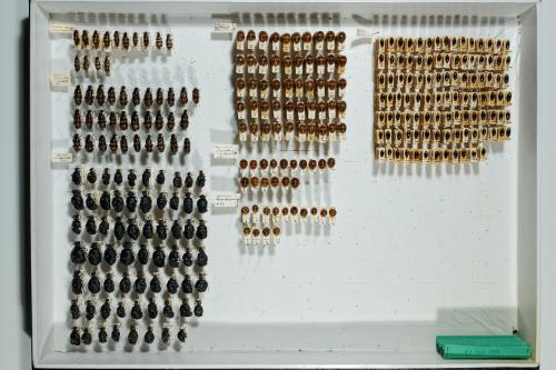 Insektenlade