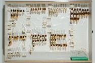 Insektenlade