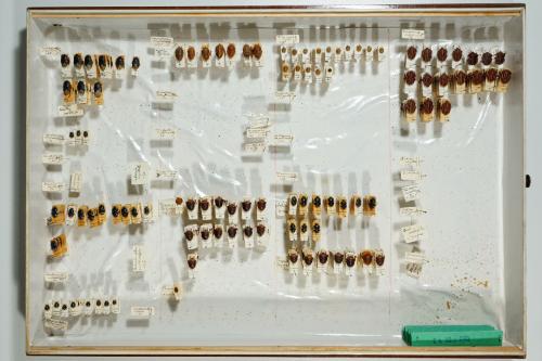 Insektenlade