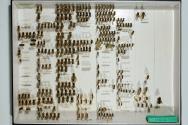Insektenlade
