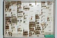Insektenlade
