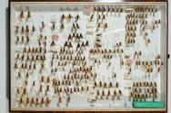 Insektenlade